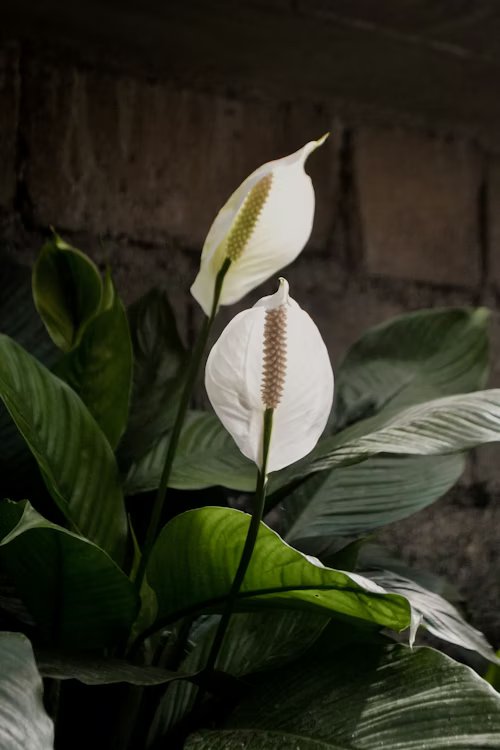 Peace Lily in a pot